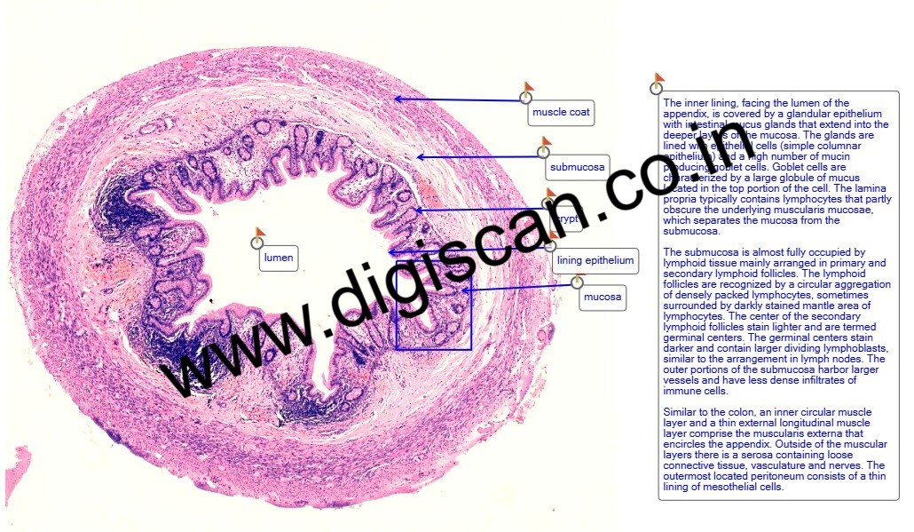 PG Histology Digital Slides Set (Annotated Histology Slides for Pathology)