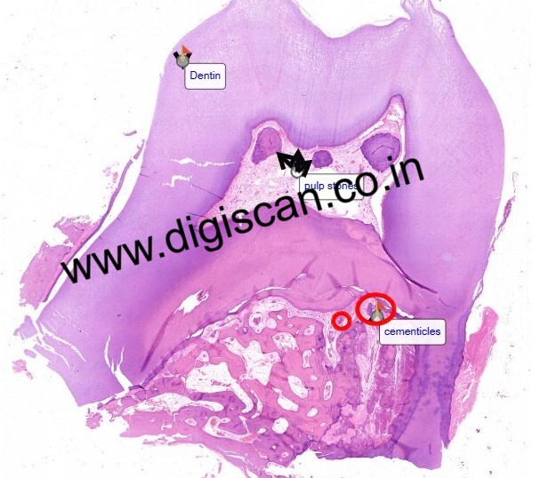 PG Oral Histology Digital Slides Set (MDS & PG Students)