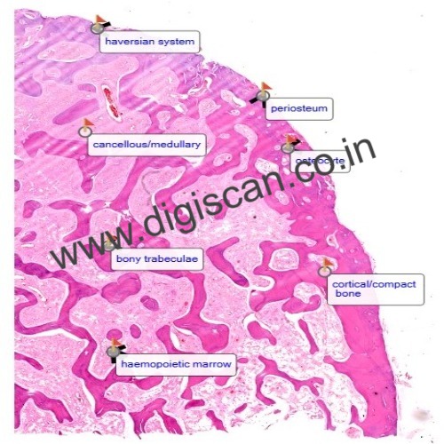 Human Anatomy & Histology Digital Slides Set