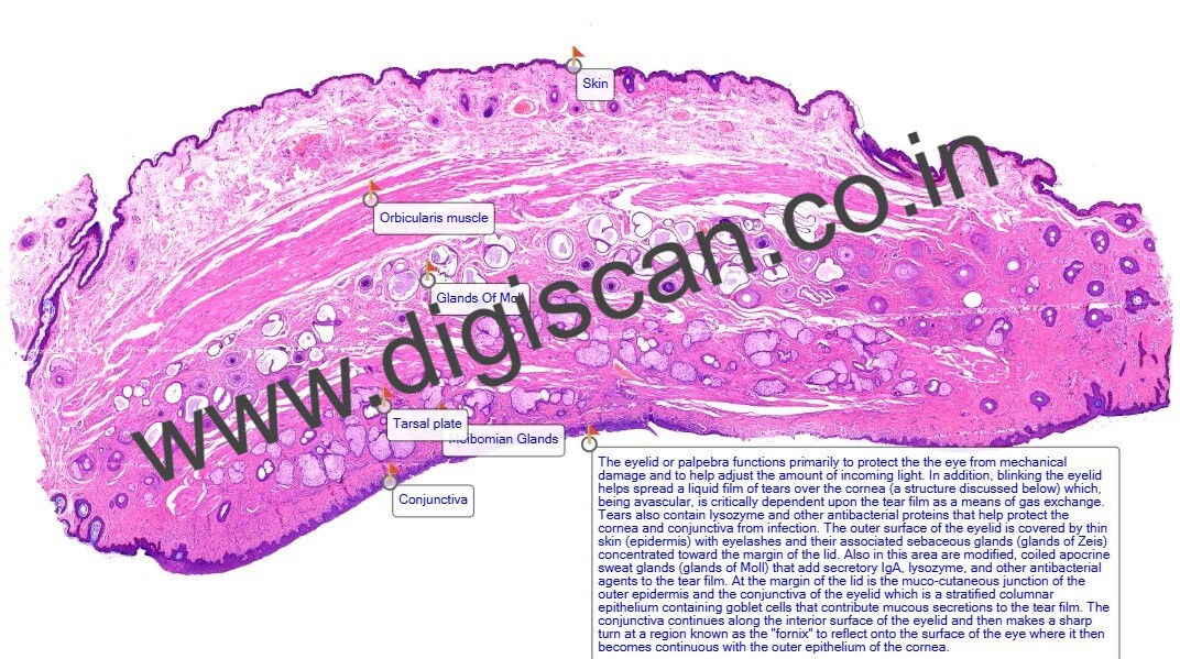 Human Anatomy & Histology Digital Slides Set