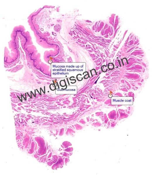 Human Anatomy & Histology Digital Slides Set