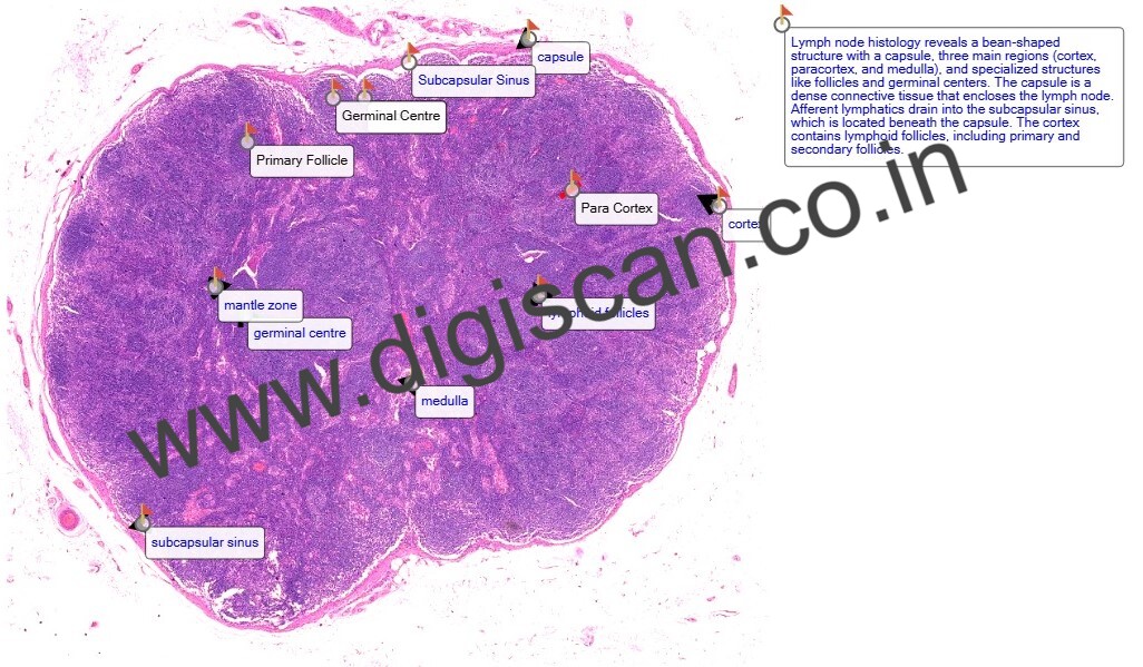 Human Anatomy & Histology Digital Slides Set