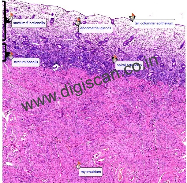 Human Anatomy & Histology Digital Slides Set