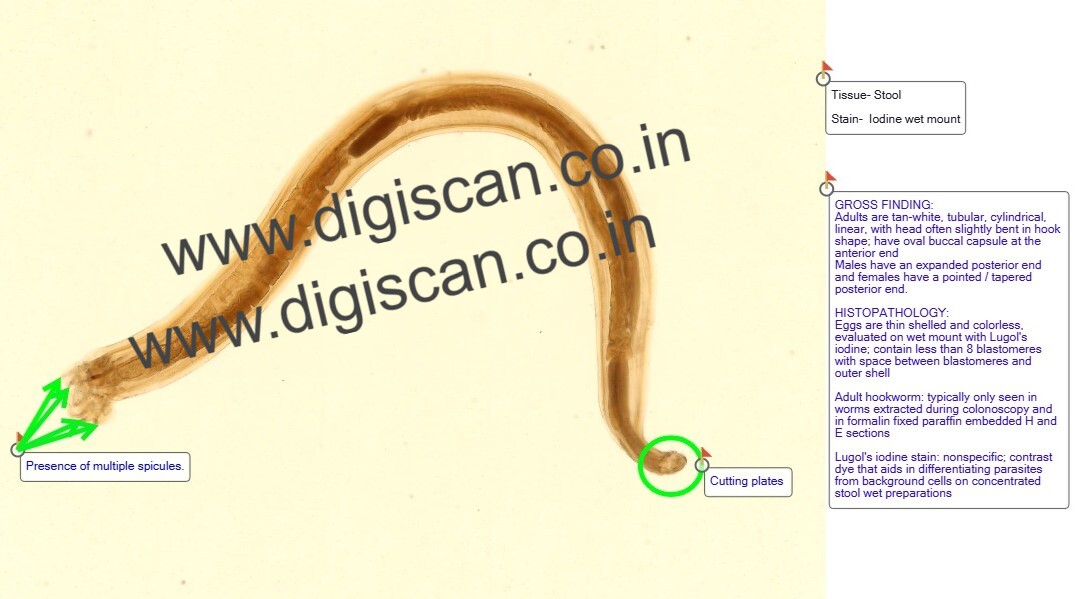 Microbiology & Parasitology Digital Slides Set (Bacteria, Fungi, Parasites & Viruses)