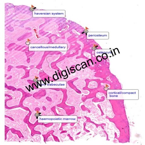 MBBS General Histology Digital Slides Set (Normal Histology & Microscopic Anatomy)
