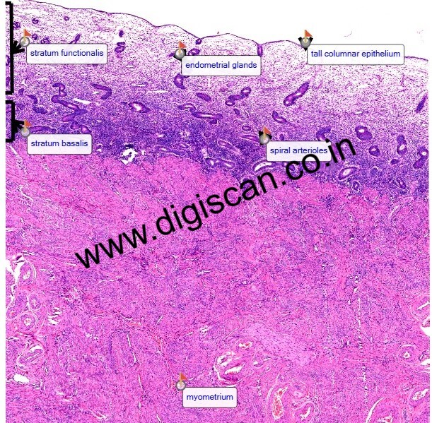MBBS General Histology Digital Slides Set (Normal Histology & Microscopic Anatomy)